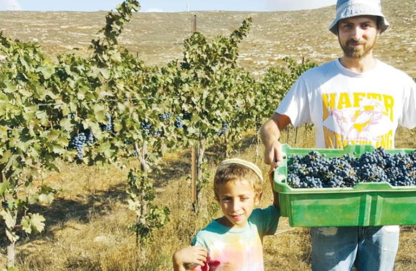 Ari Pollack and his son Benayahu in the Kerem Meirav vineyard (photo credit: Courtesy)