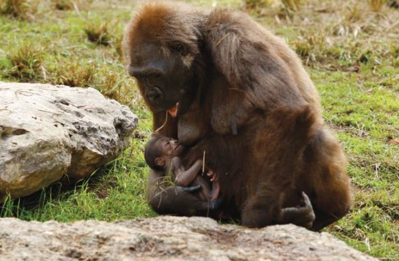 A LOWLAND GORILLA named Lea breast-feeds her two-day-old baby in 2008 at the Ramat Gan Safari (photo credit: GILI COHEN MAGEN/REUTERS)