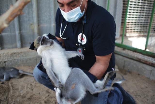 International group treats animals at 'world's worst zoo' in Gaza - The  Jerusalem Post