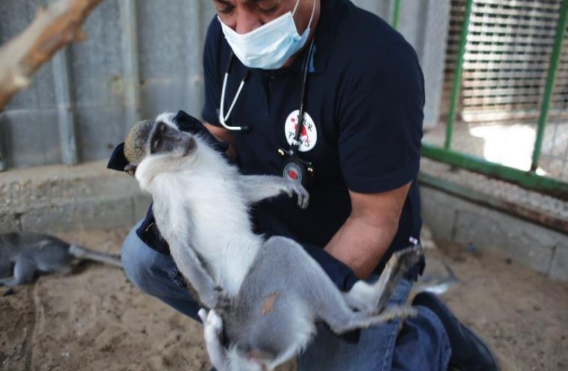 FOUR PAWS team leader Dr. Amir Khalil holds a sedated monkey at the Khan Yunis Zoo in the Gaza Strip (photo credit: FOUR PAWS)