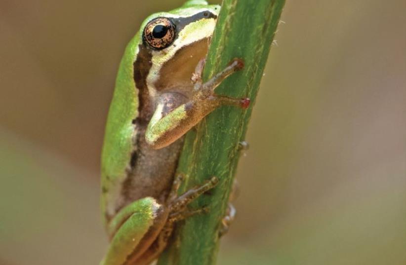 The Middle East tree frog (ilanit) (photo credit: ITSIK MAROM)