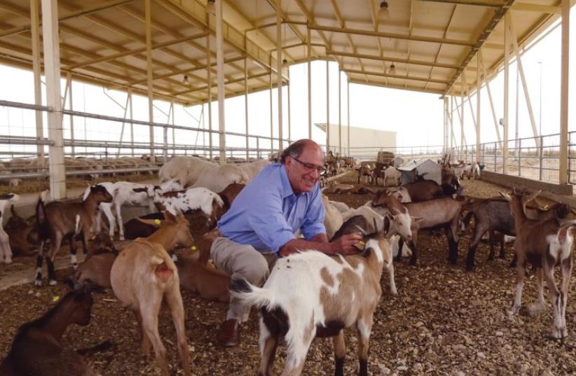 Michael Ben-Eli in the goat pen at Wadi Attir, his sustainability project in the Negev (photo credit: Courtesy)