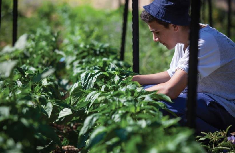 A teenager tends crops at Kaima Farm, whose educational model promotes free choice and is based on individual motivation (photo credit: ELAD BRAMI)