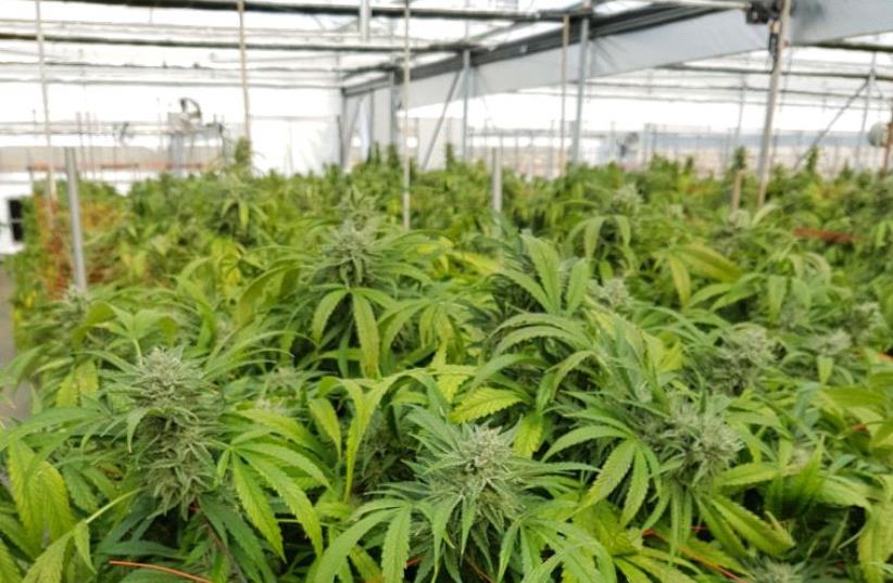 Marijuana plants. (photo credit: CANN10)
