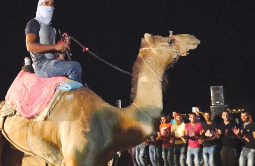 Trotting around on a camel as part of the ‘dehiya,’ the traditional Beduin dance celebrating weddings (photo credit: JACK BROOK)