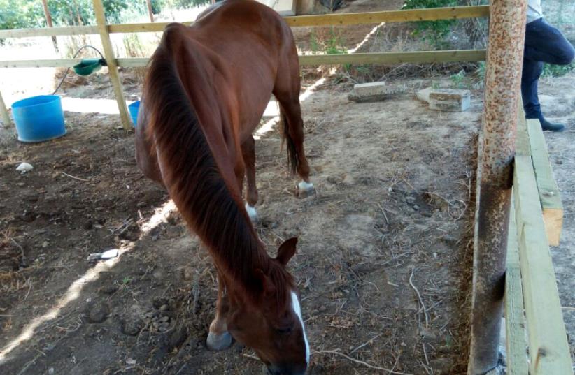 Special operation brings battered horse home to Israel from Gaza (photo credit: AGRICULTURE MINISTRY)