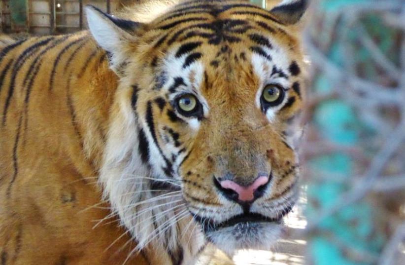 Laziz the tiger at the Khan Yunis Zoo (photo credit: FOUR PAWS)