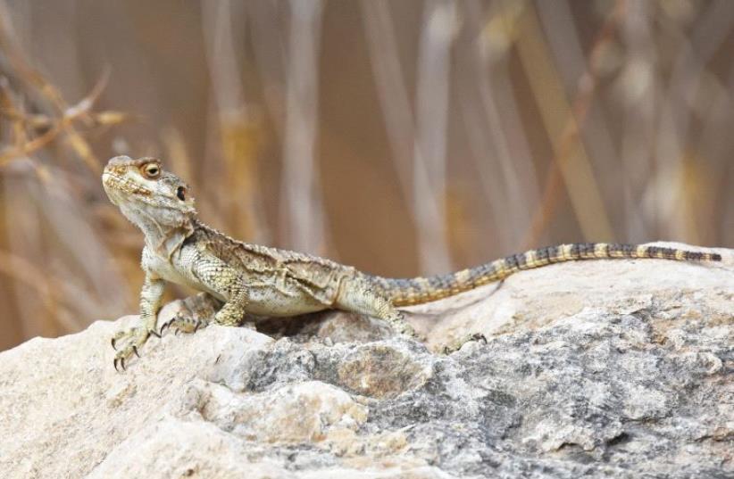 The agama lizard (photo credit: ITSIK MAROM)