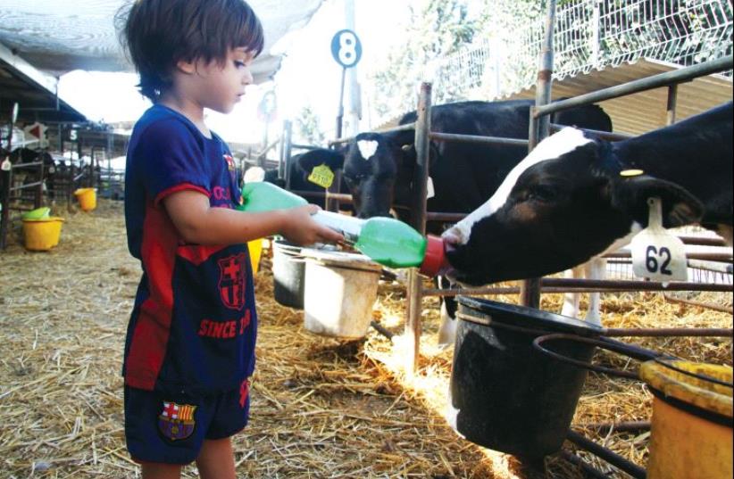 Give the kids a hands-on experience at the Milky Cow Way in Beit Lehem Hagalilit (photo credit: MEITAL SHARABI)