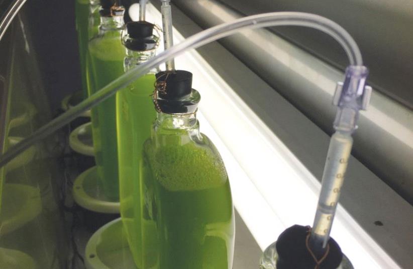 YALGAE HAS developed a unique technology to treat various pollutants in a green and sustainable manner. (photo credit: Courtesy)