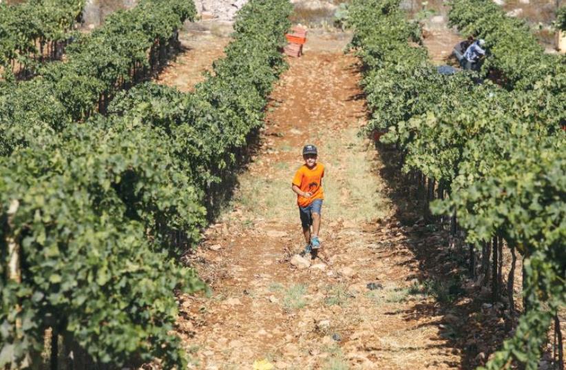 Israeli grapevine  (photo credit: MARC ISRAEL SELLEM)