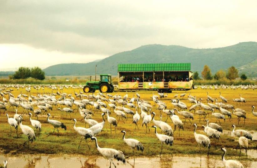 Hop on the wagon to view the birds up close and personal at the nature reserve (photo credit: HADAR YAHAV)