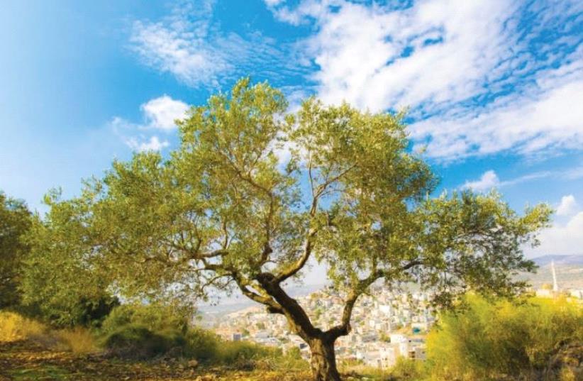 A typical olive tree in the northern part of the country (photo credit: SALEH DAXI)