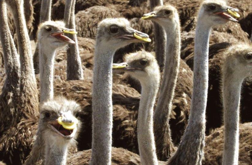 OSTRICHES ON a farm in the Jordan Valley. (photo credit: REUTERS)