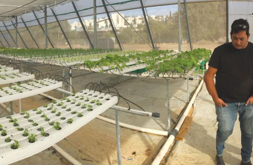 Flux’s system, Eddy, is simpler and takes much of the work out of hydroponics (photo credit: FLUX)