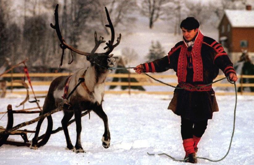A member of the indigenous Sami people, from the northernmost region of Norway, leads a reindeer. (photo credit: REUTERS)