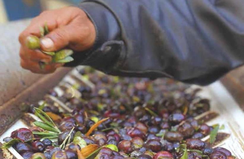 'The olive was first cultivated in the Levant and Crete virtually simultaneously. From its roots in the areas of Syria, Israel and Lebanon, olive cultivation spread to Turkey, Arabia, North Africa and Spain.’ (photo credit: REUTERS)