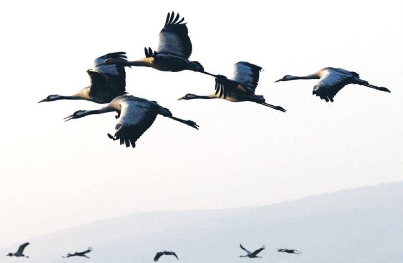 MIGRATING CRANES fly over northern Israel earlier this month (photo credit: REUTERS)