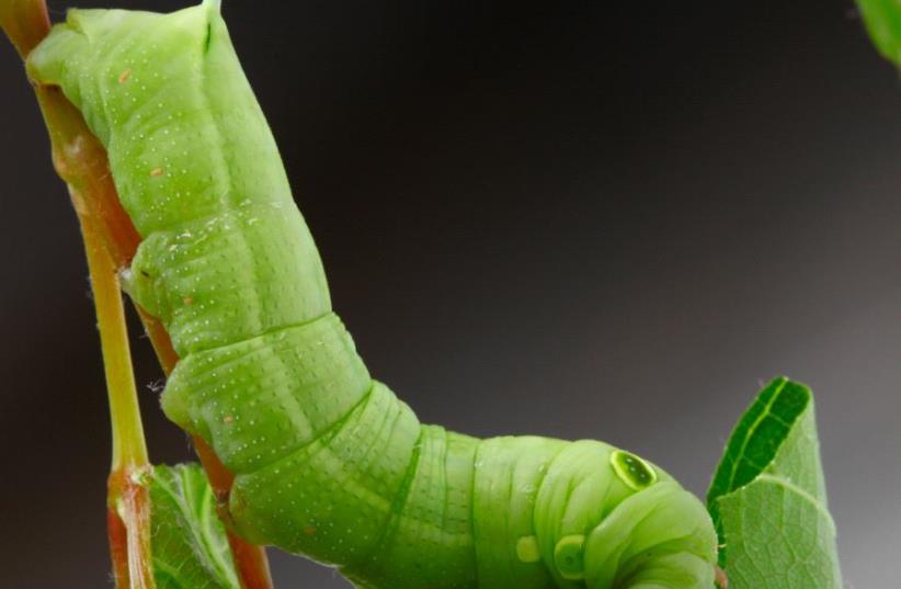 Caterpillar on a grape leaf (photo credit: ING IMAGE/ASAP)