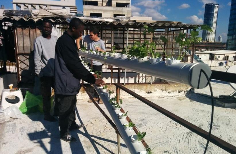 Hydroponic farm for refugees, foreign workers launches on Tel Aviv rooftop (photo credit: ASSAF OSTROVSKI)