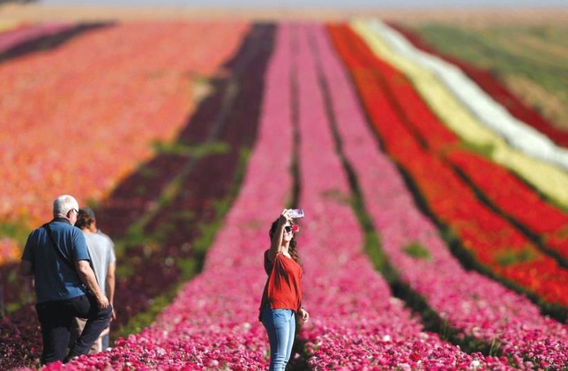 WOMAN takes a selfie in a buttercup field near Kibbutz Nir Yitzhak, outside the Gaza Strip, last April (photo credit: REUTERS)