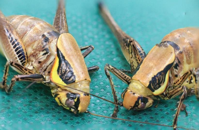 Grasshoppers (photo credit: PAUL ALSTER)