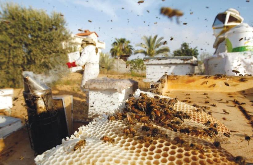 GLOBAL AGRICULTURAL production has taken a hit in recent years due to declining bee populations. (photo credit: REUTERS)