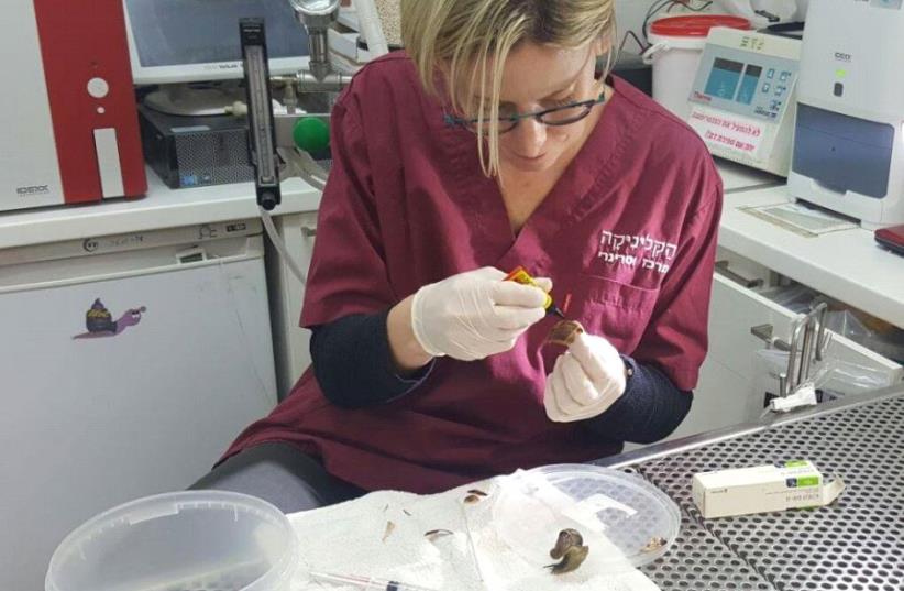 A staff member at Haclinica veterinary clinic in Tel Aviv glues Shevy the Snail's shell back together (photo credit: COURTESY HACLINICA VETERINARY CLINIC)