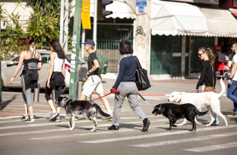 Dogs crossing a Tel Aviv street (photo credit: KFIR BOLOTIN)