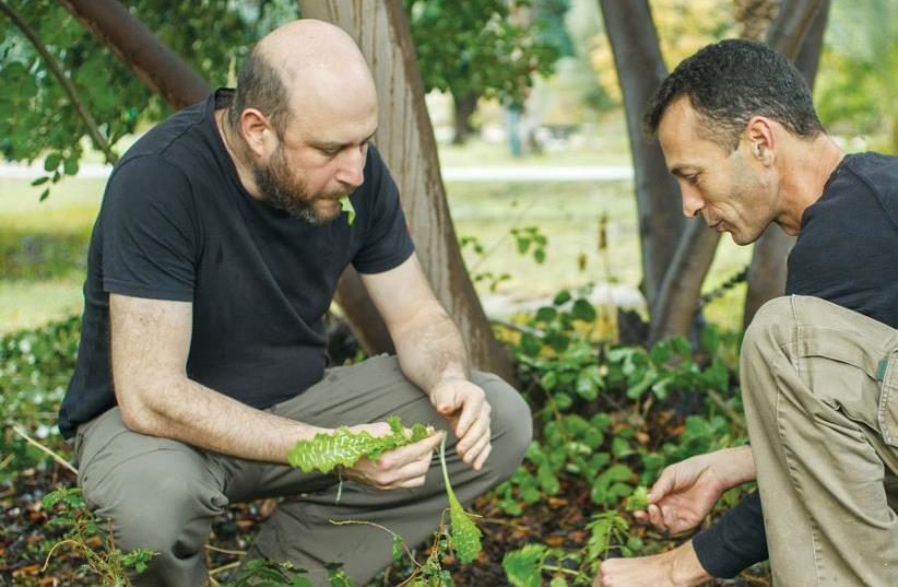 From left: Uri Mayer Chissick and Yizhar Sahar harvest produce from the fertile grounds of the Rutenberg Restaurant in the northern Jordan Valley (photo credit: HAIM YOSEF)