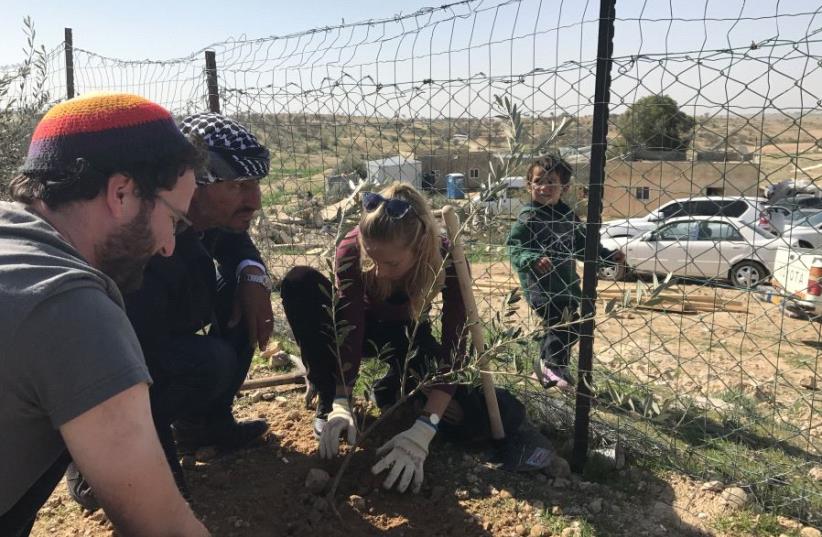 Jon Mitchell, 29, Raed Abu al-Kaeean, and an unnamed participant plant an olive tree sapling in the Beduin village of Umm-al-Hiran on Friday (photo credit: ELIYAHU KAMISHER)