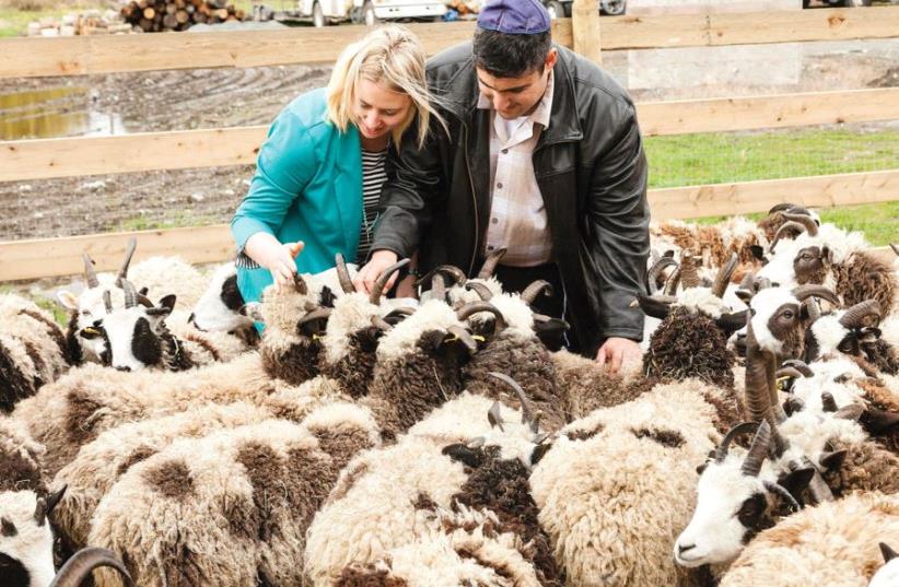 The tale begins with Lewinsky’s wife, Jenna, who unilaterally decided that when the couple was living on a Vancouver farm, they would take on a few Jacob sheep (photo credit: GIL LEWINSKY)