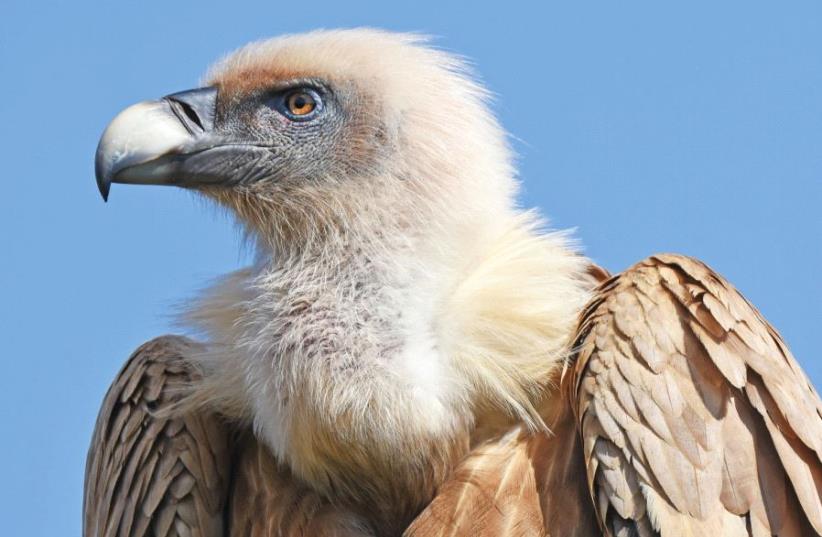 A vulture (photo credit: ITSIK MAROM)