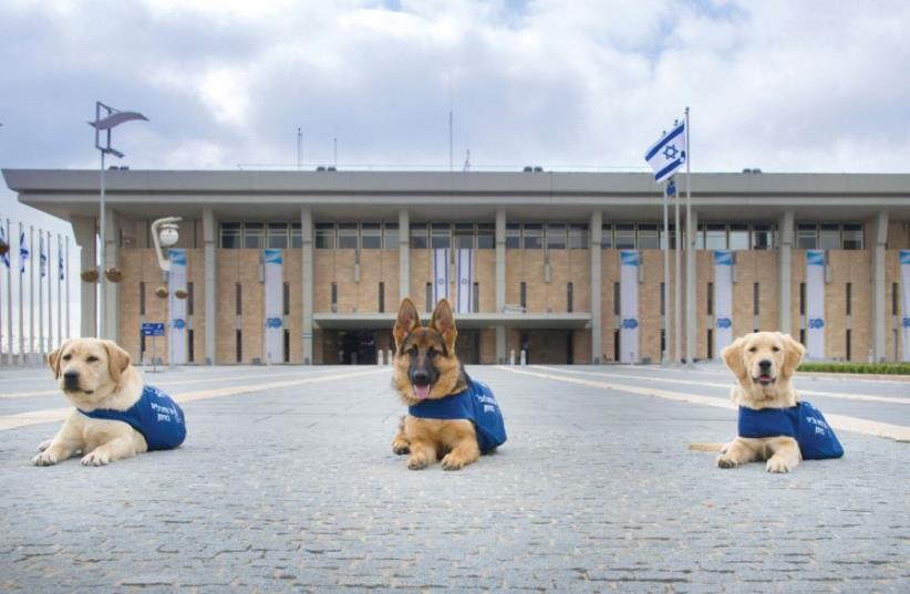 Guide dogs (photo credit: ELI BEN BOHER)