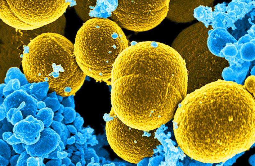 Bacteria (illustrative) (photo credit: REUTERS)