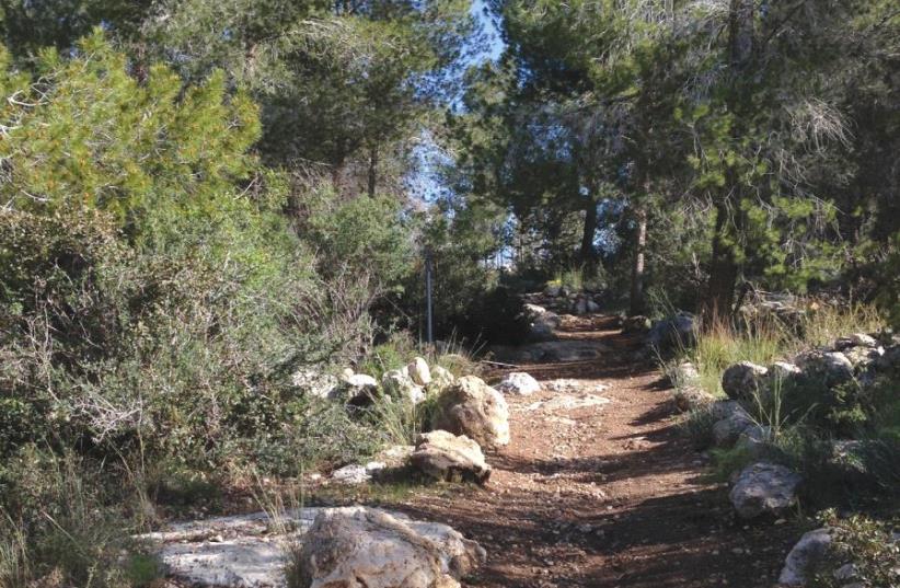 A QUIET forest section of the INT in the Jerusalem foothills between Srigim/Li’on and Tel Azeka, near where David battled Goliath. (photo credit: ARYEH GREEN)