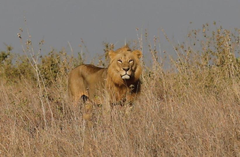 Lion (photo credit: REUTERS)