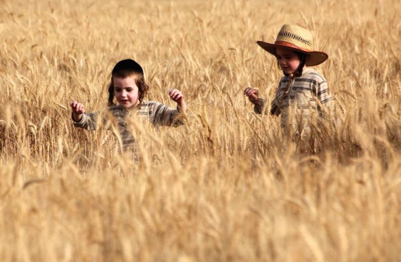Kids in a wheat field (photo credit: MARC ISRAEL SELLEM)