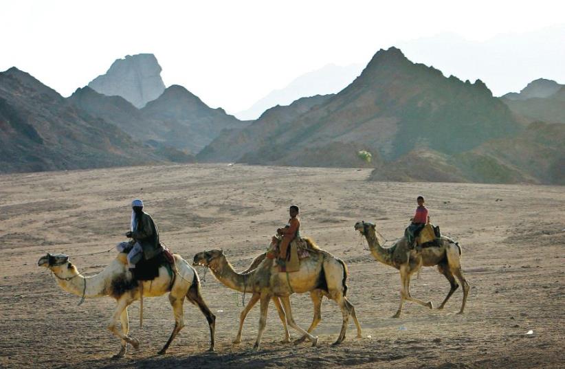 Beduin ride camels in the Sinai Peninsula in 2006 (photo credit: REUTERS)