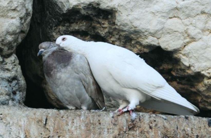 Pigeons resting inside a crevice in the Western Wall (photo credit: MARK NEYMAN / GPO)
