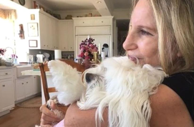 Barbra Streisand announced the death of her dog, Sammie, on her social media accounts. (photo credit: INSTAGRAM)
