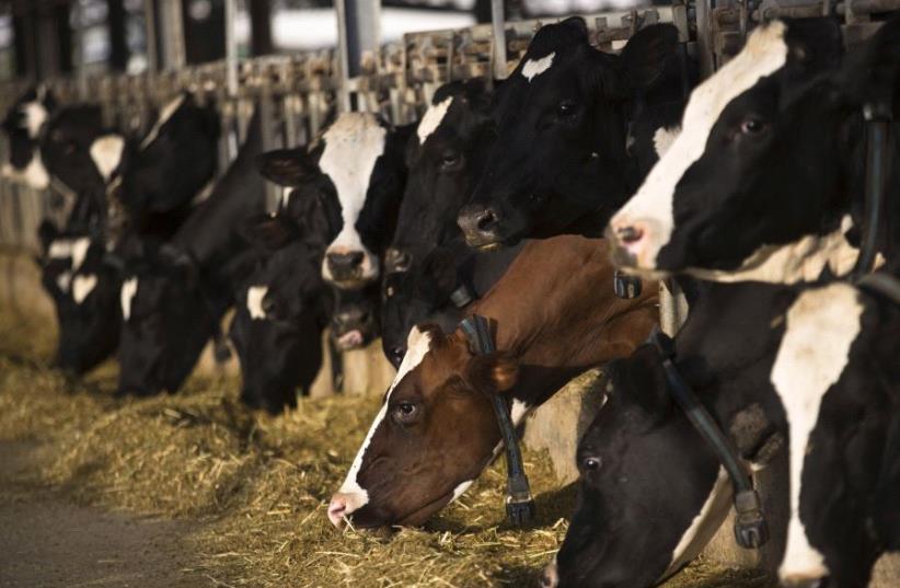 Cows wearing digital collars eat at dairy farm in Kibbutz Yad Mordechai (photo credit: REUTERS/AMIR COHEN)