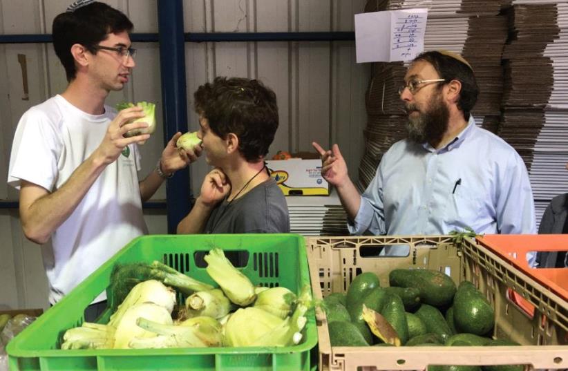 RABBI AHARON Leibowitz (right), one of the founders of ‘Hashgacha Pratit,’ is photographed on the job at the Kaima Farm in Beit Zeit alongside two young farm helpers. (photo credit: Courtesy)