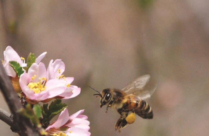 Une abeille collectant du nectar (photo credit: WIKIPEDIA)