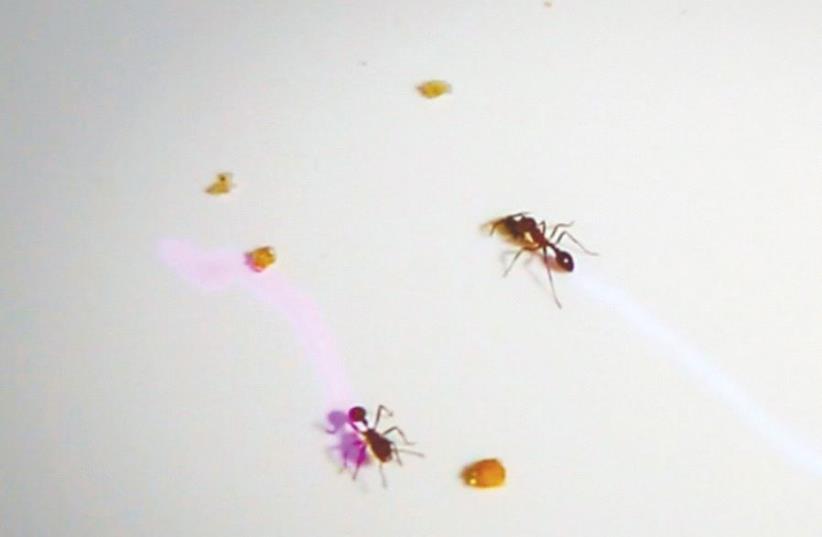 Ants become artists in SurveillAnts (photo credit: GAL NISSIM AND LESLIE RUCKMAN)