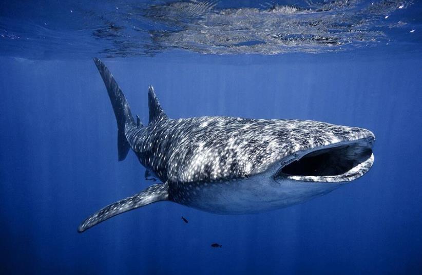 Whale shark swimming in Eilat (photo credit: OMRI YOSSEF OMESSI/NATURE AND PARKS AUTHORITY)