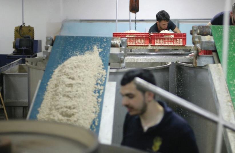Inside the Karawan family’s Hawara factory near Nablus in May, sesame seeds imported from Ethiopia are peeled, soaked, washed and roasted. (photo credit: ELIYAHU KAMISHER)