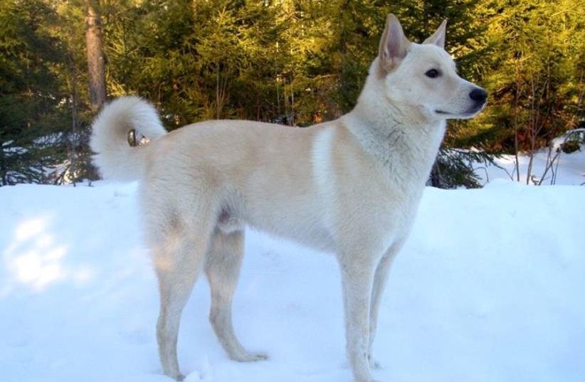 Canaan dog - Israel's national dog breed - in Sweden (photo credit: MATILDA VIA WIKIMEDIA COMMONS/CC BY-SA 3.0)