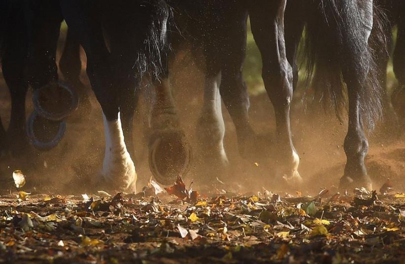 Members of the Household Cavalry ride out amongst autumn foliage early morning in Hyde Park in London in Britain, November 2, 2016. (photo credit: REUTERS/TOBY MELVILLE)