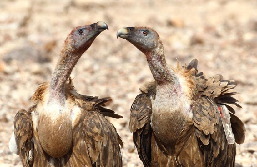 Israeli Vultures  (photo credit: YORAM SHAPIR)